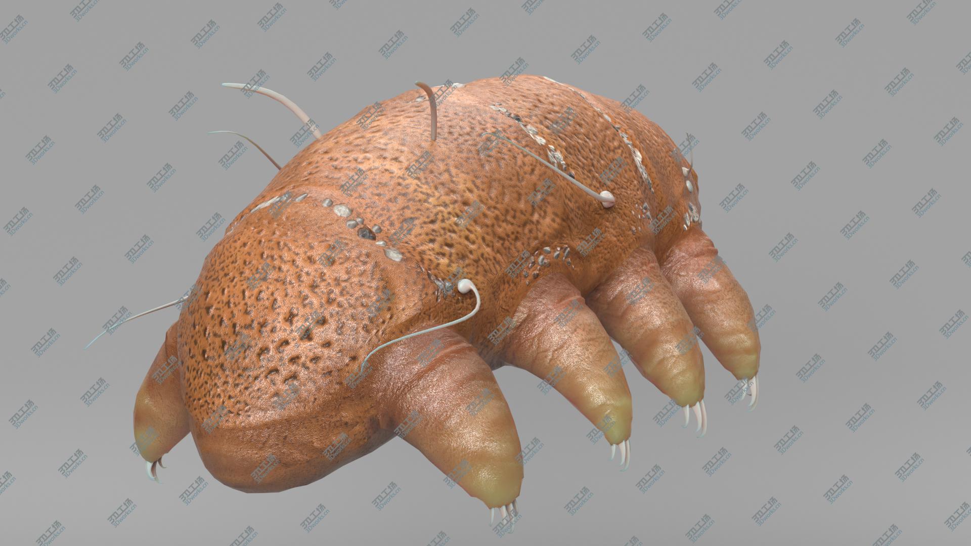 images/goods_img/202104023/Tardigrade 3D model/4.jpg